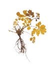 Herbarium with dry pressed plants Royalty Free Stock Photo