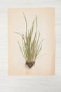 Herbarium of flowers and grasses,wheatgrass, wheat grass, couch