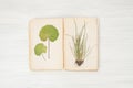 Herbarium of flowers and grasses,wheatgrass, wheat grass, couch