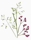 herbarium, oshibana. dried red flowers. isolated on white background