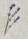 Herbarium, oshibana, phytotherapy. dried lavender flowers.