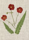 Herbarium, oshibana, phytotherapy. dried red flowers, gravilate and fern.
