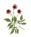 Herbarium, oshibana, phytotherapy. dried red flowers.