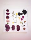 Herbarium own Collection summer simple plants on white paper Dried Flowers