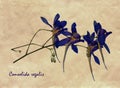 Pressed and dried flowers of Forking Larkspur Royalty Free Stock Photo