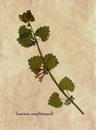 Pressed and dried flowers of spotted dead-nettle