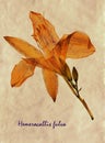 Pressed and dried flowers of Tawny Daylily