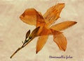 Pressed and dried flowers of Tawny Daylily Royalty Free Stock Photo