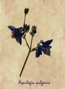 Pressed and dried flowers of Aquilegia Royalty Free Stock Photo