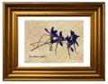 Pressed and dried flowers of Forking Larkspur Royalty Free Stock Photo