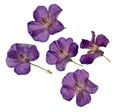 Herbarium of purple dried and pressed violet flowers isolated Royalty Free Stock Photo