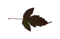 Herbarium of red-green autumn leaves Royalty Free Stock Photo