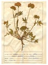 Herbarium sheet - 1/30