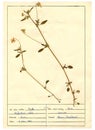 Herbarium sheet - 2/30 Royalty Free Stock Photo