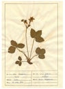 Herbarium sheet - 6/30