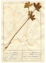 Herbarium sheet - 7/30