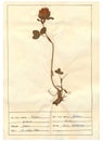 Herbarium sheet - 8/30