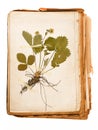 Herbarium sheet