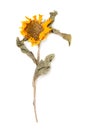 Herbarium sunflower with dry pressed plants on white