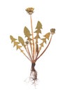 Herbarium of Taraxacumpressed plant isolated on a white background Royalty Free Stock Photo