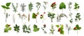 Herbarium of various plants on a white background. Freshly cut plants. Botanical collection