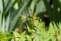 herbary garden in summer