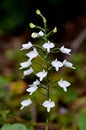 Herbenaria lindleyana