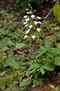 Herbenaria lindleyana