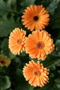 Herbera daisy