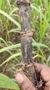 Herbicide 2,4-D toxicity in sugarcane