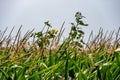 herbicide resistant weeds against the skyline above a field of tasseled corn