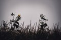 herbicide resistant weeds against the skyline above a field of tasseled corn