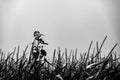 herbicide resistant weeds against the skyline above a field of tasseled corn