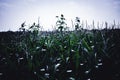 herbicide resistant weeds against the skyline above a field of tasseled corn