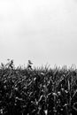 herbicide resistant weeds against the skyline above a field of tasseled corn