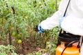 Herbicide spraying. Non-organic vegetables.