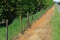 Herbicide use on a New Zealand roadside verge