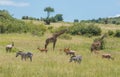 Herbivores grazing in Africa Royalty Free Stock Photo