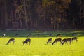 Herbivores grazing in the meadow at The Wildpark Poing which is a wildlife park