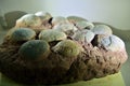 Herbivorous dinosaurs egg fossil Royalty Free Stock Photo