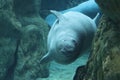 herbivorous marine fish manatee aquarium of Genoa-