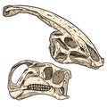 Herbivorous vegetarian dinosars skulls line hand drawn sketch image set. Iguanodontian ornithopod and Parasaurolophus Duck billed