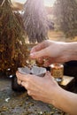 Herbal medicines. The herbalist collects dried St. John`s wort to prepare a herbal medicine.