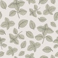 Basil seamless vector pattern herbs drawing