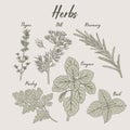 Herbs hand-drawn illustration set parsley basil oregano thyme rosemary dill