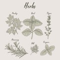 Herbs hand-drawn illustration set parsley basil oregano thyme rosemary dill