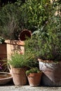 Herbs and aromas in pots on the summer terrace Royalty Free Stock Photo