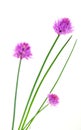 Herbs chives flowers