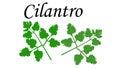 Herbs cilantro spices green fresh on a white background
