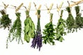Herbs on clothes line Royalty Free Stock Photo